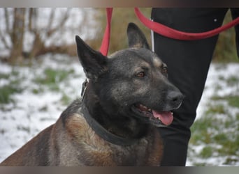 Schäferhundmix Loki