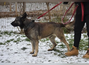 Schäferhundmix Loki