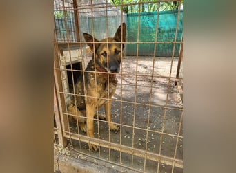 menschenbezogener Joker