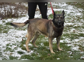 Schäferhundmix Loki