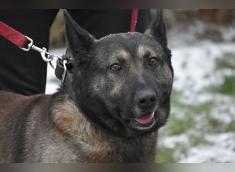 Schäferhundmix Loki