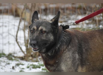 Schäferhundmix Loki