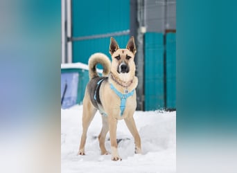 Kluger Cäser sucht seine Menschen