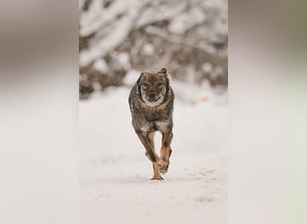 Hübsche Leyla sucht ihre Familie