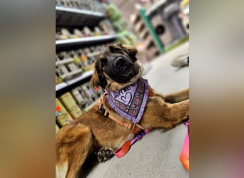 Junghündin Lia – neugieriges Hundemädchen sucht ein liebevolles Zuhause