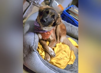 Junghündin Lia – neugieriges Hundemädchen sucht ein liebevolles Zuhause