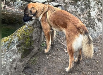 Junghündin Lia – neugieriges Hundemädchen sucht ein liebevolles Zuhause