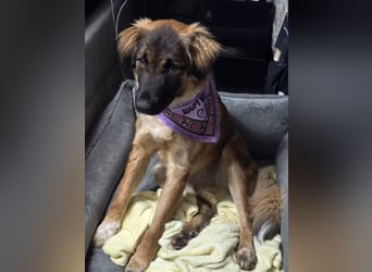 Junghündin Lia – neugieriges Hundemädchen sucht ein liebevolles Zuhause