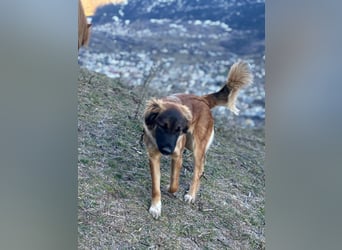 Junghündin Lia – neugieriges Hundemädchen sucht ein liebevolles Zuhause