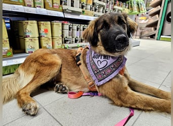 Junghündin Lia – neugieriges Hundemädchen sucht ein liebevolles Zuhause