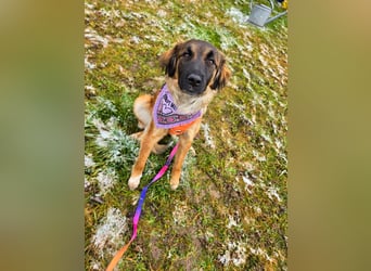 Junghündin Lia – neugieriges Hundemädchen sucht ein liebevolles Zuhause