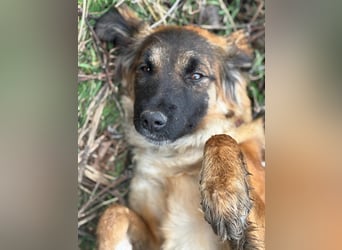 Junghündin Lia – neugieriges Hundemädchen sucht ein liebevolles Zuhause