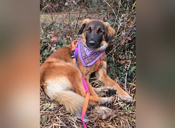 Junghündin Lia – neugieriges Hundemädchen sucht ein liebevolles Zuhause