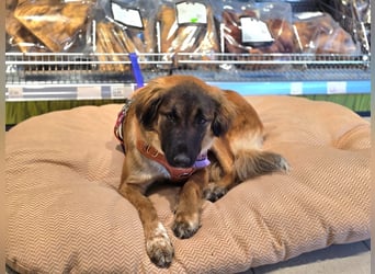 Junghündin Lia – neugieriges Hundemädchen sucht ein liebevolles Zuhause