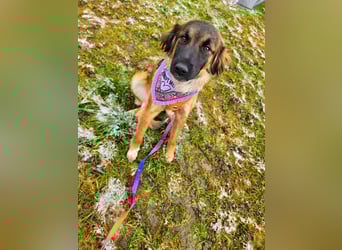 Junghündin Lia – neugieriges Hundemädchen sucht ein liebevolles Zuhause