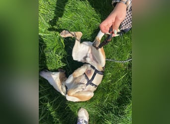 Unkomplizierter, fitter 8J. Familienhund, gepflegt, stubenrein, kastr.