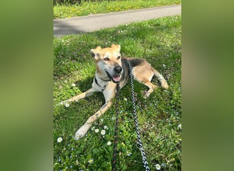 Unkomplizierter, fitter 8J. Familienhund, gepflegt, stubenrein, kastr.