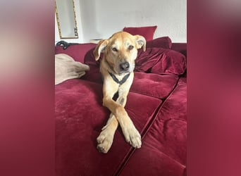 Unkomplizierter, fitter 8J. Familienhund, gepflegt, stubenrein, kastr.