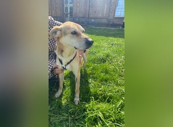 Unkomplizierter, fitter 8J. Familienhund, gepflegt, stubenrein, kastr.