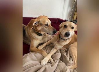 Unkomplizierter, fitter 8J. Familienhund, gepflegt, stubenrein, kastr.