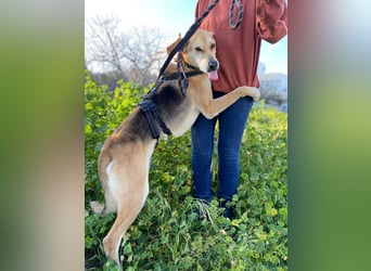 Unkomplizierter, fitter 8J. Familienhund, gepflegt, stubenrein, kastr.