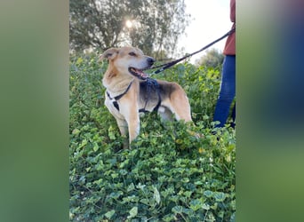 Unkomplizierter, fitter 8J. Familienhund, gepflegt, stubenrein, kastr.