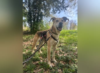 Unkomplizierter, fitter 8J. Familienhund, gepflegt, stubenrein, kastr.