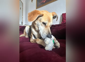 Unkomplizierter, fitter 8J. Familienhund, gepflegt, stubenrein, kastr.