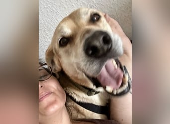 Unkomplizierter, fitter 8J. Familienhund, gepflegt, stubenrein, kastr.