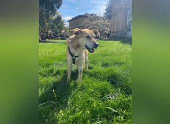 Unkomplizierter, fitter 8J. Familienhund, gepflegt, stubenrein, kastr.