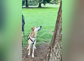 Unkomplizierter, fitter 8J. Familienhund, gepflegt, stubenrein, kastr.