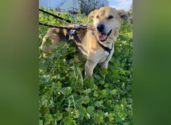 Unkomplizierter, fitter 8J. Familienhund, gepflegt, stubenrein, kastr.