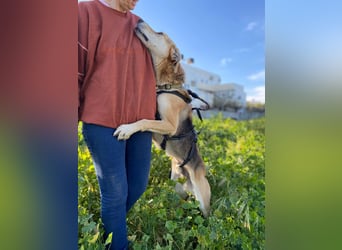 Unkomplizierter, fitter 8J. Familienhund, gepflegt, stubenrein, kastr.