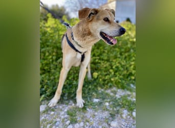 Unkomplizierter, fitter 8J. Familienhund, gepflegt, stubenrein, kastr.