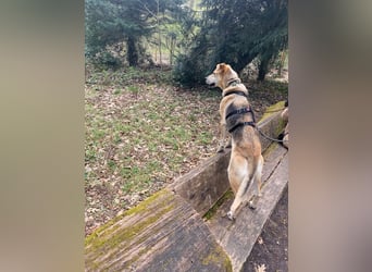 Unkomplizierter, fitter 8J. Familienhund, gepflegt, stubenrein, kastr.