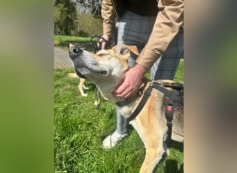 Unkomplizierter, fitter 8J. Familienhund, gepflegt, stubenrein, kastr.