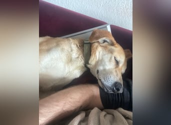 Unkomplizierter, fitter 8J. Familienhund, gepflegt, stubenrein, kastr.