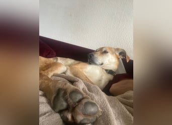 Unkomplizierter, fitter 8J. Familienhund, gepflegt, stubenrein, kastr.