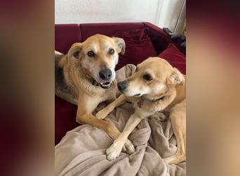 Unkomplizierter, fitter 8J. Familienhund, gepflegt, stubenrein, kastr.