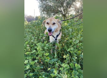 Unkomplizierter, fitter 8J. Familienhund, gepflegt, stubenrein, kastr.