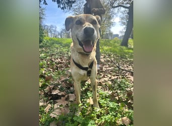 Unkomplizierter, fitter 8J. Familienhund, gepflegt, stubenrein, kastr.