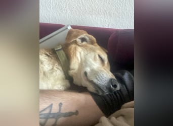 Unkomplizierter, fitter 8J. Familienhund, gepflegt, stubenrein, kastr.