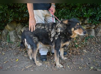 Carryllo - Der Hund eines Schäfers....