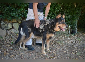 Carryllo - Der Hund eines Schäfers....