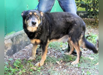 Carryllo - Der Hund eines Schäfers....
