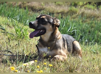 Aki - Verloren, gerettet, verlassen...