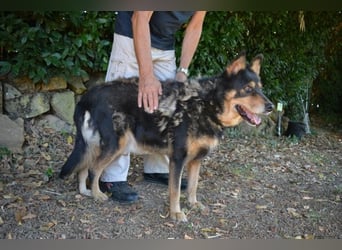 Carryllo - Der Hund eines Schäfers....