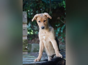 Leda -  Wenn Du mich holst, hab ich Dich lieb