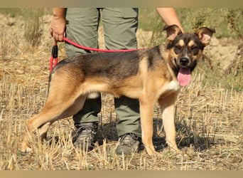 Aki - Verloren, gerettet, verlassen...