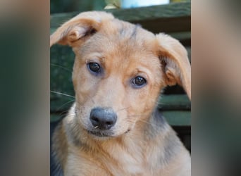 Leda -  Wenn Du mich holst, hab ich Dich lieb